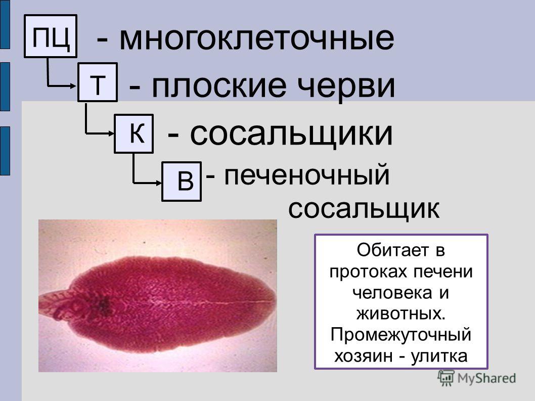 Онион сайты список 2023